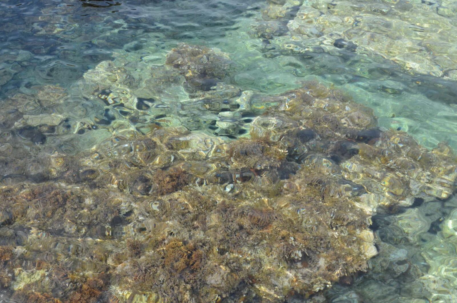 As_ lésbicas tchecas de Morávia em Island Muter, Croácia